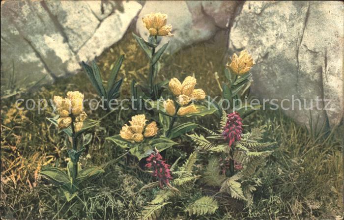 Blumen Gentiana punctata Pedicularis recutita