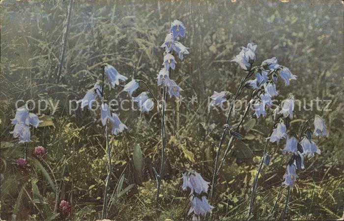 Blumen Campanula barbata Bärtige Glockenblume