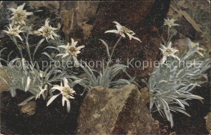 Verlag Photochromie Nr. 1224 Serie 548 Edelweiss Leontipodium alpinum