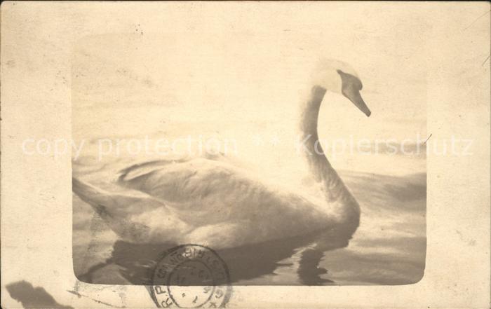 Schwan