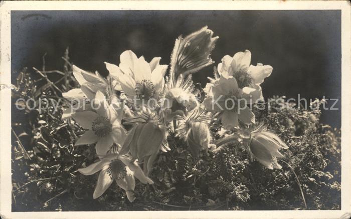 Foto Gaberell J. Nr. 5629 Pelzanemonen
