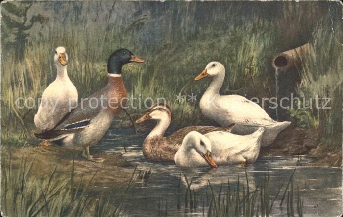 Enten