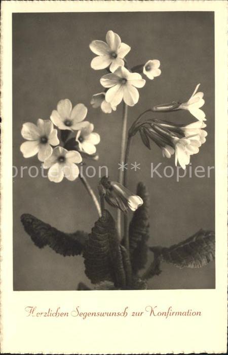 Konfirmation Glueckwunsch Schluesselblumen