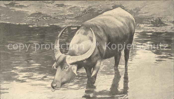 Tiere Wasserbueffel