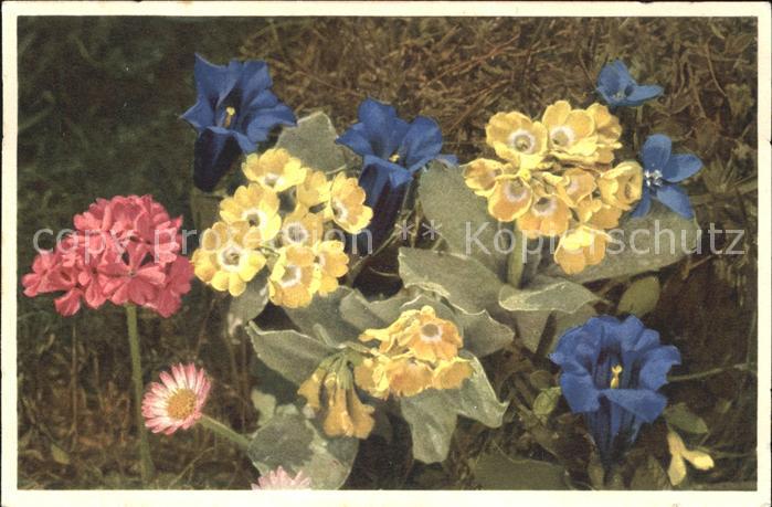 Blumen Clusius-Enzian Frühlings-Enzian Mehlpri