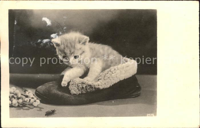Katzen Hausschuh Maikaefer
