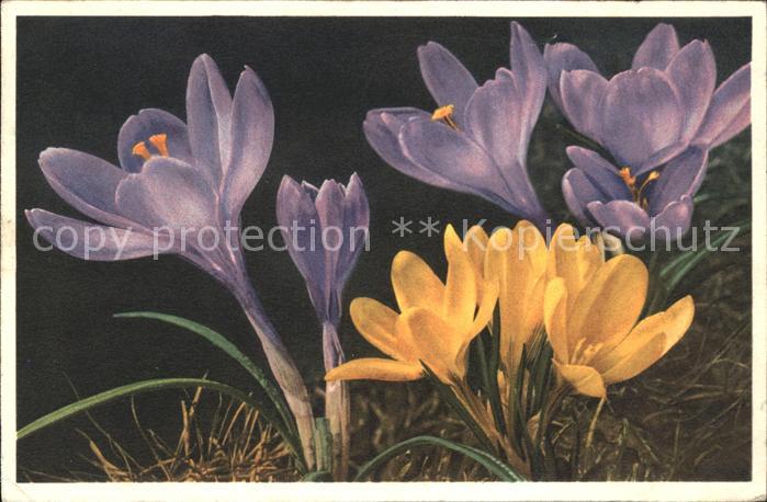 Blumen Großblumige Krokusse Frühlings-Safran C