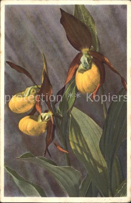 Blumen Frauenschuh Cypripedium calceolus
