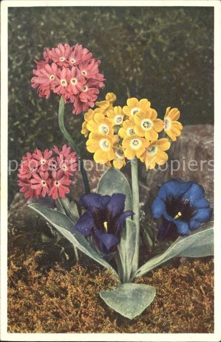 Blumen Stengelloser Enzian Mehlprimel Felsenau