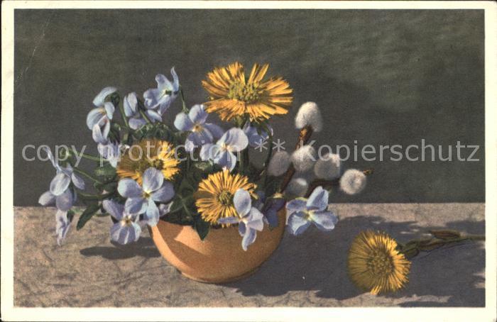 Blumen Waldveilchen Huflattich Weidenkätzchen