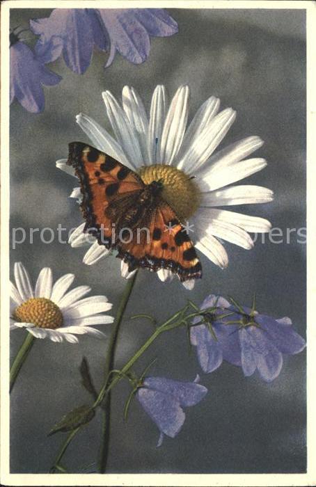 Schmetterlinge Rautenblaettrige Glockenblume Wucherblume