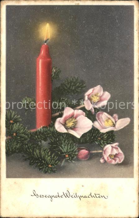 Weihnachten Christrosem Schneerosen Kerze