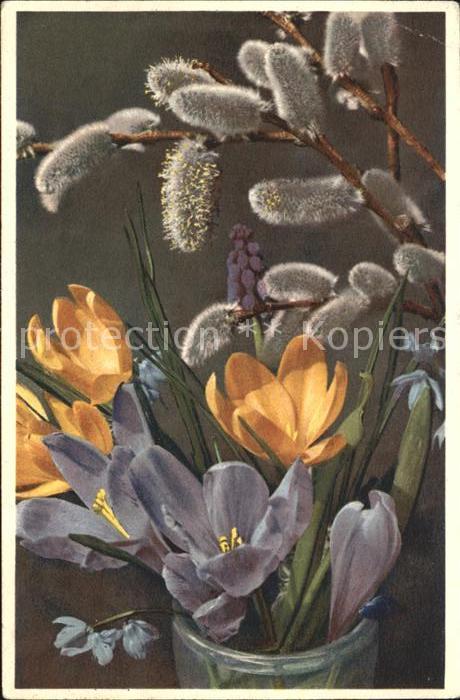 Blumen Krokusse Weidenkätzchen