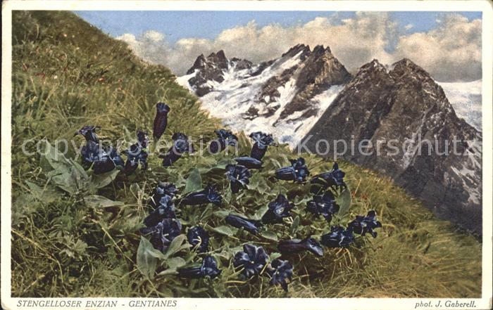 Foto Gaberell J. Nr. 4066 Stengelloser Enzian