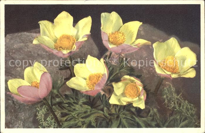 Blumen Schwefelgelbe Anemone Anemone sulfurea