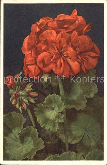 Blumen Geranium Storchschnäbel Geranien