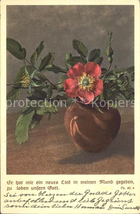 Blumen Alpenheckenrose