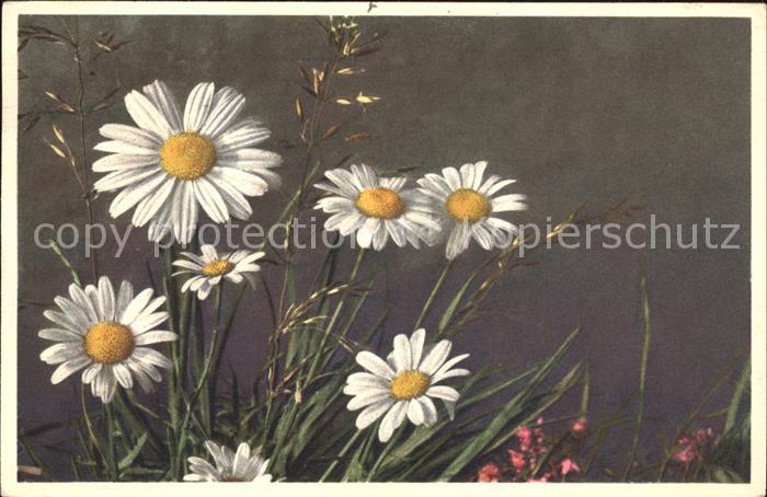 Blumen Wucherblume Chrysanthemum Leucanthemum