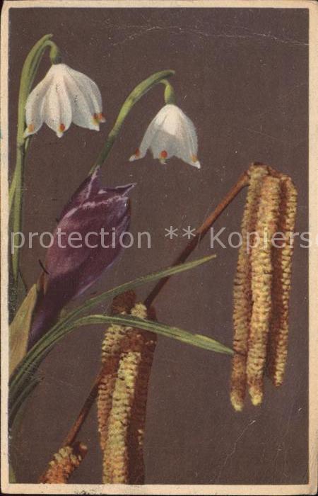 Blumen Frühlingsblumen Märzenbecher Krokus Has