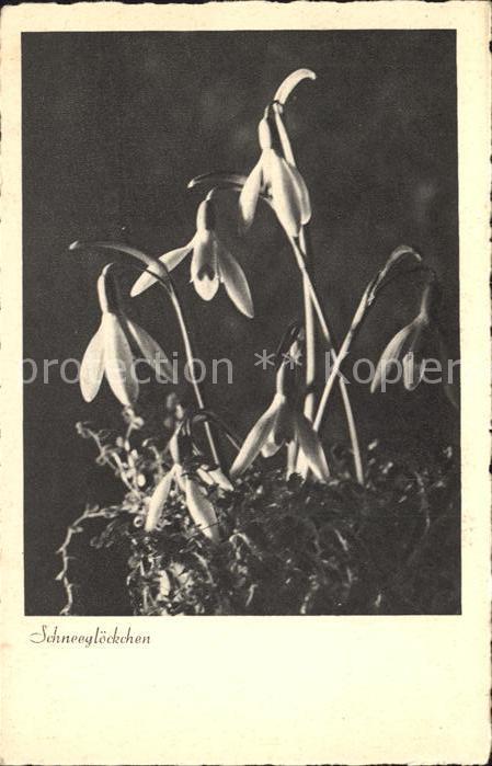 Blumen Schneeglöckchen