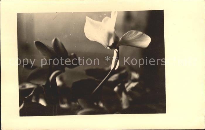 Blumen Alpenveilchen