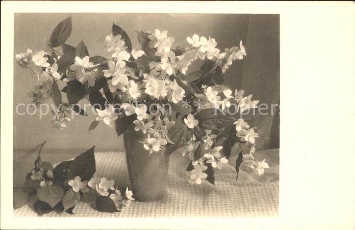 Blumen Deutzien