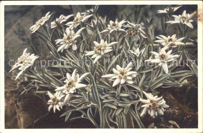 Edelweiss Leontopodium alpinum