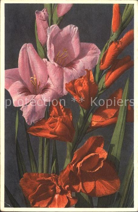 Blumen Genter Gladiolen Gladiolus gandavensis