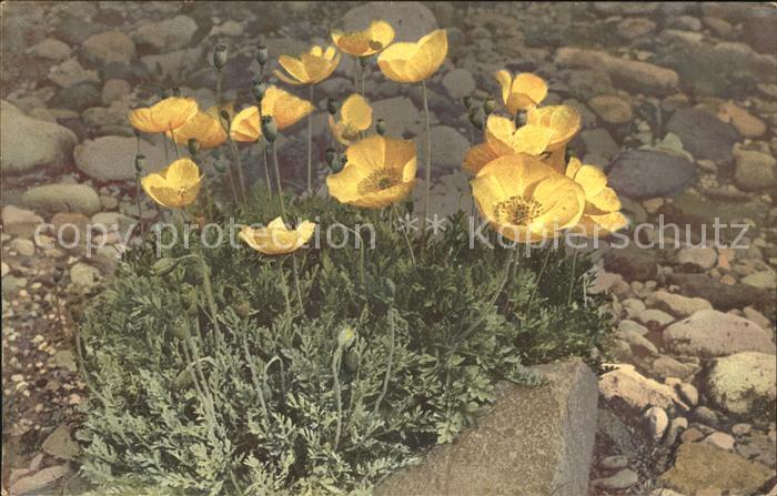 Blumen Papaver alpinum Alpen-Mohn