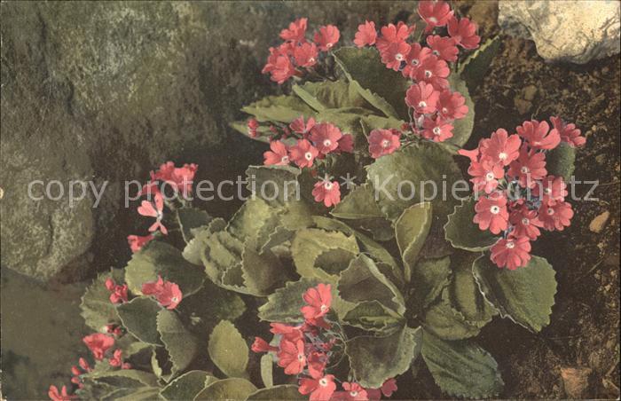 Blumen Primula viscosa Felsenprimel Verlag-Pho