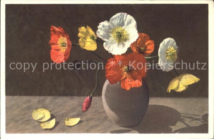 Blumen Papaver nudicaule Nackststengeliger Moh
