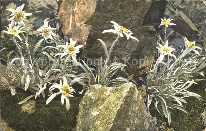 Verlag Photochromie Nr. 896 Edelweiss Leontopodium alpinum