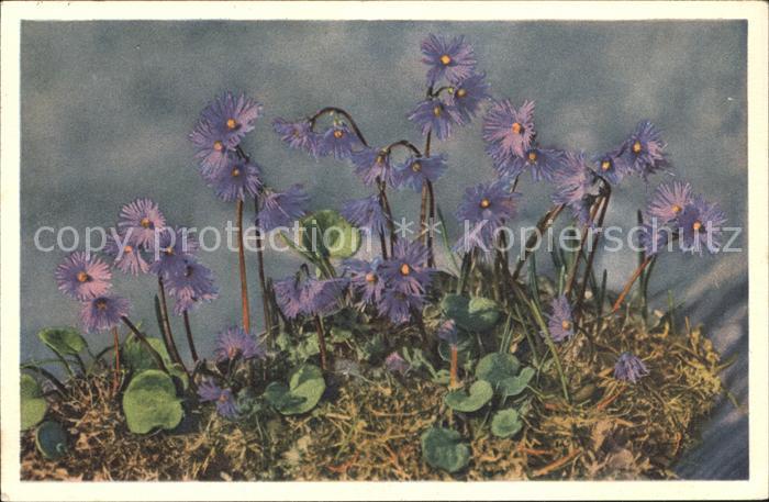 Blumen Alpensoldanelle Soldanella alpina