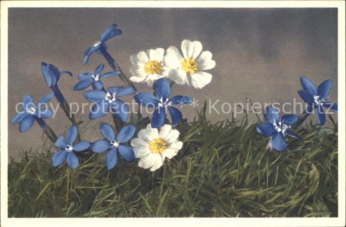Blumen Bayrischer Enzian Gentiana bavarica