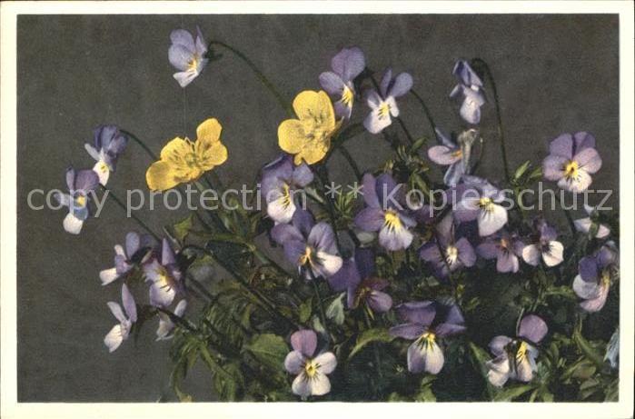 Blumen Stiefmütterchen Viola tricolor