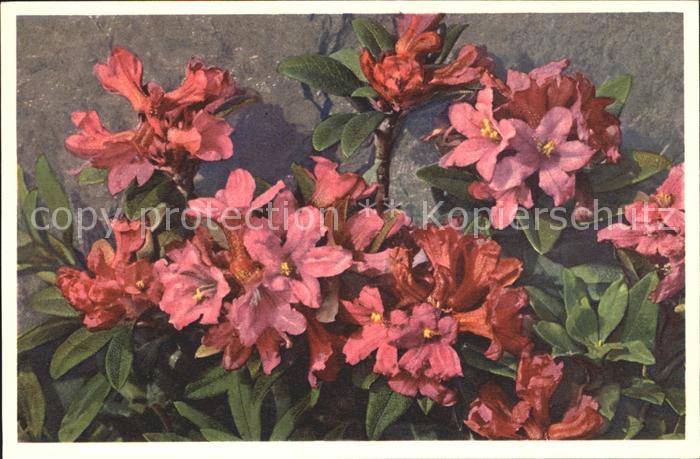 Blumen Rhododendron ferrugineum Rostblättrige