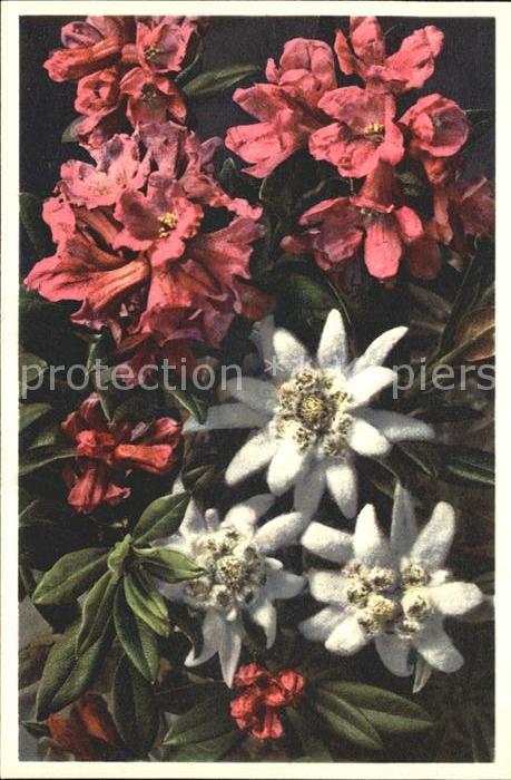 Edelweiss Rostblättrige Alpenrose Foto-E.-Gyger-N