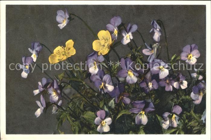 Blumen Stiefmütterchen Viola tricolor Foto-E.-
