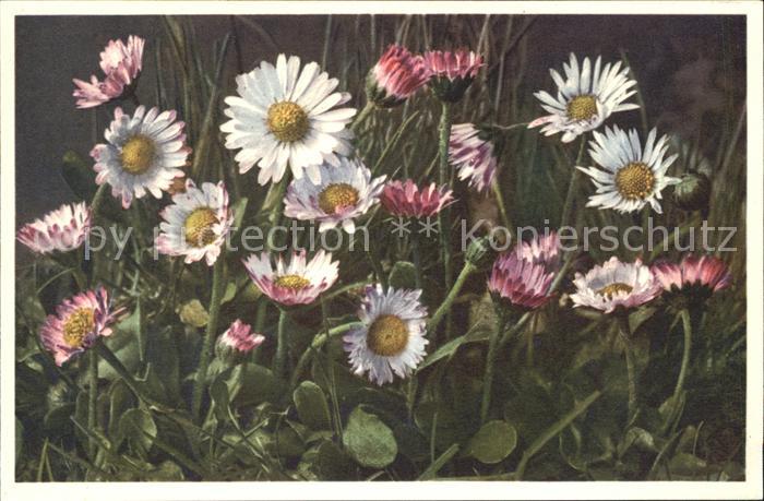 Blumen Gänseblümchen Bellis perennis Foto-E.-G