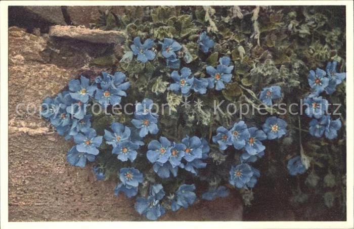Blumen Himmelsherold Eritrichium nanum Foto-E.