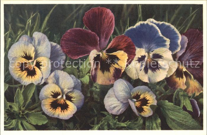 Blumen Stiefmütterchen Viola tricolor Foto-E.-