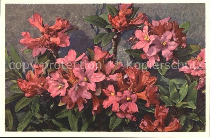 Blumen Rostblättrige Alpenrose Rhododendron fe