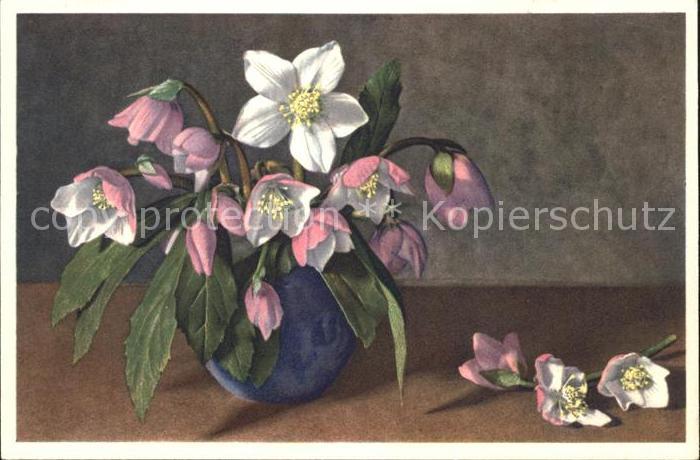 Blumen Helleborus niger Christrose Schneerose