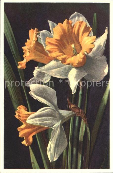 Blumen Narcissus Pseudonarcissus Gelbe Narziss