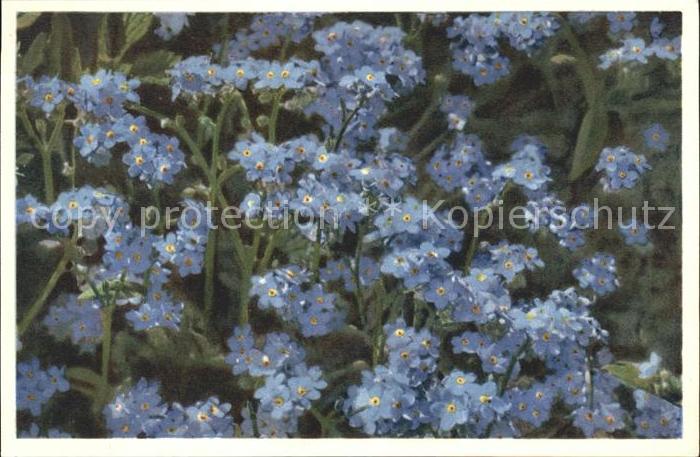 Blumen Alpen-Vergissmeinnicht Myosotis alpestr