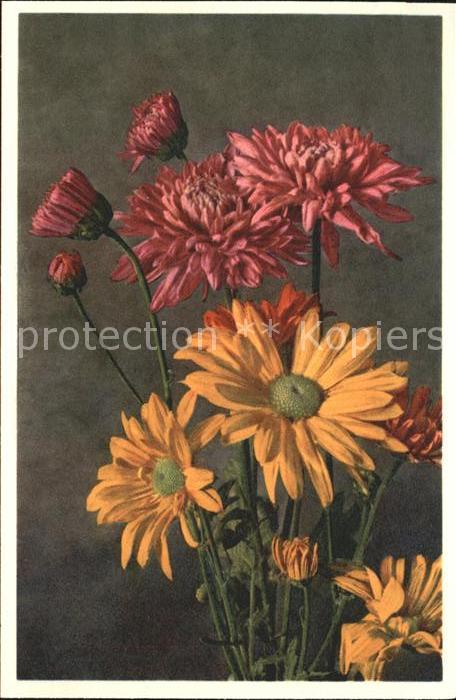 Blumen Chrysanthemum Indicum Indische Wucherbl