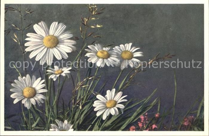 Blumen Chrysanthemum Leucanthemum Wucherblume