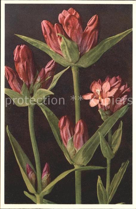 Blumen Purpurroter Enzian Gentiana purpurea Fo