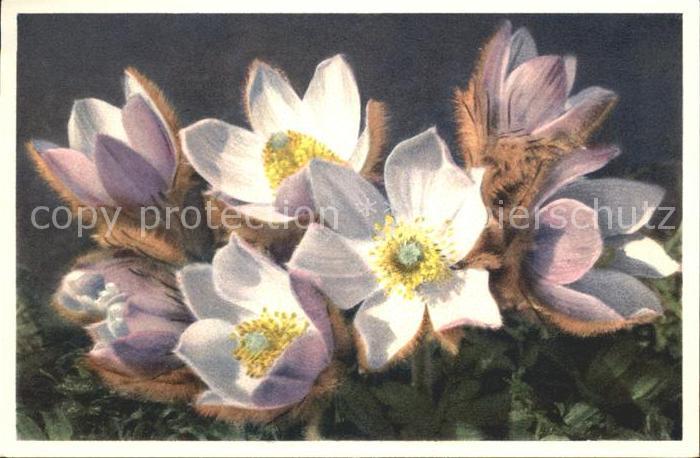 Blumen Anemone vernalis Frühlings-Anemone Foto