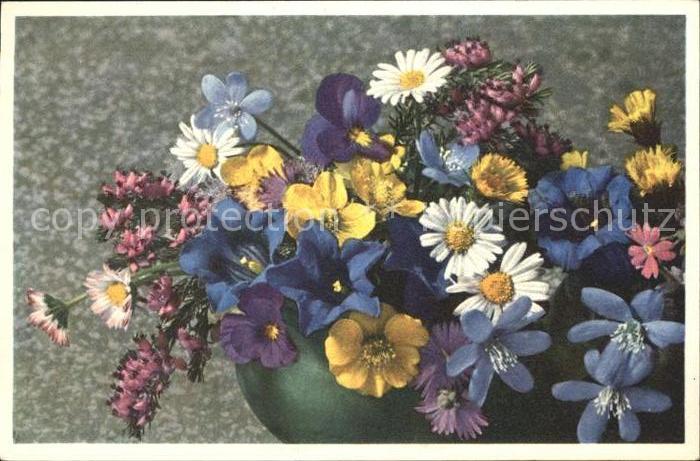 Blumen Margeriten Leberblümchen Enzian Primel